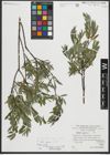 Foto von Salix repens subsp. incubacea (L.) A. Neumann